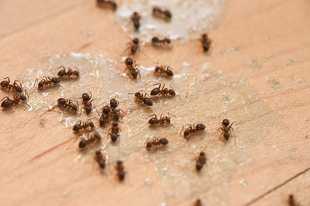 Best Affordable Pest Control Services  in Payette, ID