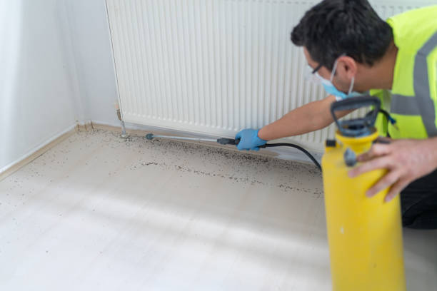 Best Wasp Removal Services  in Payette, ID