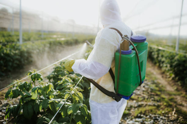 Best Pest Removal Services  in Payette, ID